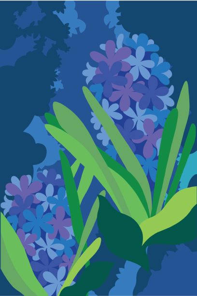 Blue Hyacinth