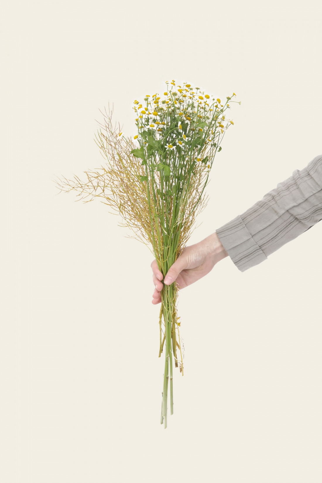 chamomile bunch in hand